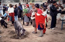 Saquisili livestock market