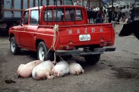 Saquisili livestock market