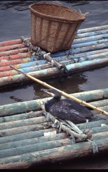 Fishing Cormorant